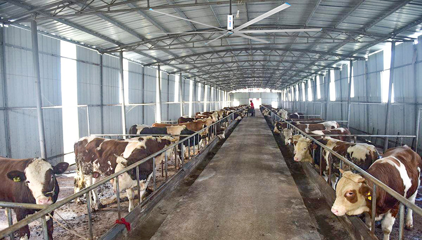 奶牛场通风降温方案